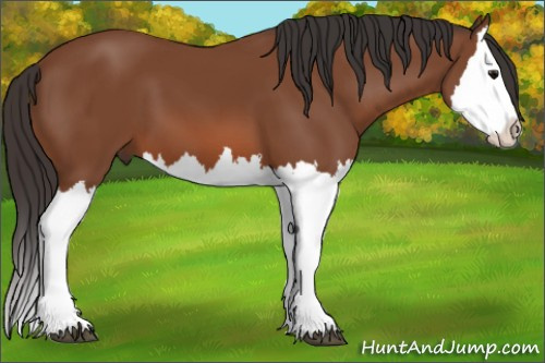 Horse Color: Bay Splash 