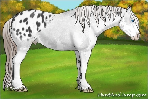 Horse Color: Black Splash Blanket 