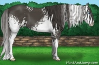Horse Color:White Spotted Smoky Black Sabino Splash 