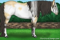 Horse Color:Buckskin Dun Sabino Frame 