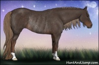 Horse Color:Liver Chestnut Rabicano 