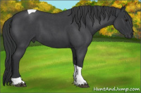 Horse Color:Blue Roan Tobiano
