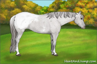 Horse Color:White Spotted Grullo Appaloosa Rabicano 