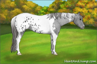 Horse Color:Black Tobiano Appaloosa 