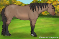 Horse Color:Bay Dun