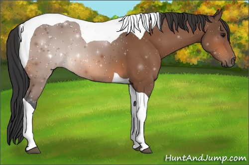 Horse Color: ERROR: UNKNOWN ANOMALY