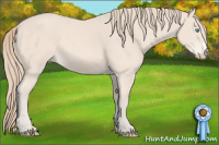Horse Color:Perlino 