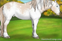 Horse Color:White Spotted Perlino