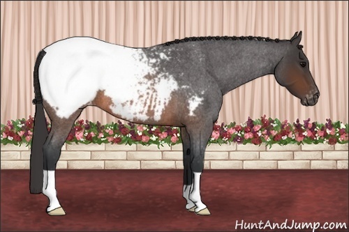 Horse Color: Brown Roan Snowcap 