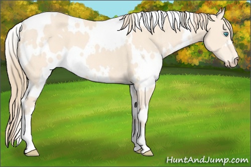 Horse Color: White Spotted Perlino 