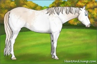 Horse Color:White Spotted Perlino 