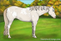 Horse Color:White Spotted Smoky Creme Dun 