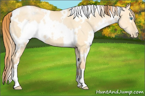 Horse Color: White Spotted Buckskin Pearl Dun 
