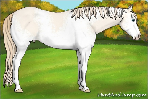 Horse Color:White Spotted Perlino Dun 