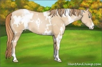 Horse Color:White Spotted Smoky Black Pearl Sabino 