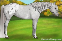 Horse Color:White Spotted Grullo Appaloosa 