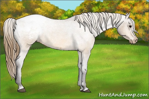 Horse Color: Buckskin Snowcap 