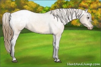 Horse Color:Buckskin Appaloosa 
