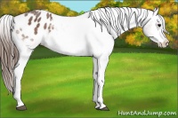 Horse Color:White Spotted Bay Varnish 