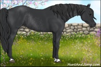 Horse Color:Black Rabicano 