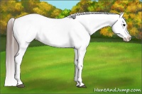 Horse Color:Grullo Appaloosa 