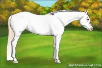 Horse Color:White Spotted Chestnut Blanket 