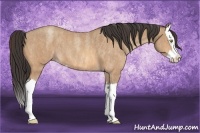 Horse Color:Amber Champagne Roan Splash  Brindle