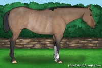 Horse Color:Brown Dun Rabicano 