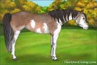 Horse Color:Bay Sabino Splash 