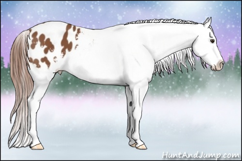 Horse Color: Chestnut Blanket 