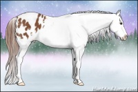 Horse Color:Chestnut Appaloosa