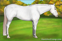 Horse Color:Amber Champagne Appaloosa 