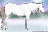 Horse Color:Chestnut Splash Appaloosa 