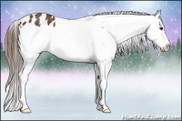 Horse Color:Bay Splash Appaloosa 