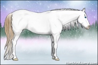 Horse Color:Buckskin Frame Appaloosa 