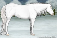 Horse Color:Silver Amber Champagne Appaloosa