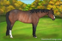 Horse Color:Bay Rabicano 