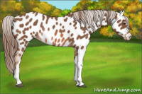 Horse Color:Chestnut Near Leopard Rabicano 