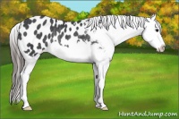 Horse Color:Black Splash Near Leopard Rabicano 
