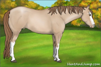 Horse Color:White Spotted Grullo Pearl