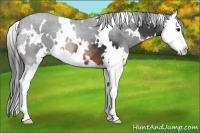 Horse Color:White Spotted Brown Sabino Splash