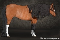 Horse Color:Bay Rabicano 