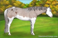 Horse Color:Bay Splash Appaloosa Rabicano 
