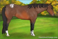 Horse Color:Bay Appaloosa 