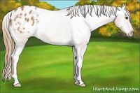 Horse Color:Chestnut Appaloosa 