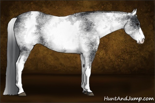 Horse Color:White Spotted Black Rabicano 