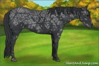 Horse Color:Black Ice 