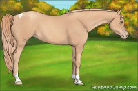 Horse Color:Gold Champagne Tobiano 