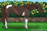Horse Color:Liver Chestnut Tobiano 