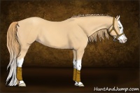 Horse Color:Gold Champagne Splash 